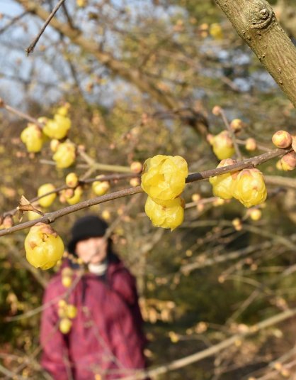 黄色い花を咲かせたロウバイ＝香川県さぬき市大川町、みろく自然公園
