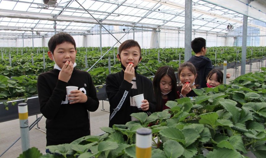 大粒のイチゴを頬張る子どもたち＝香川県三豊市財田町、「がっこうのイチゴ園　財田上」