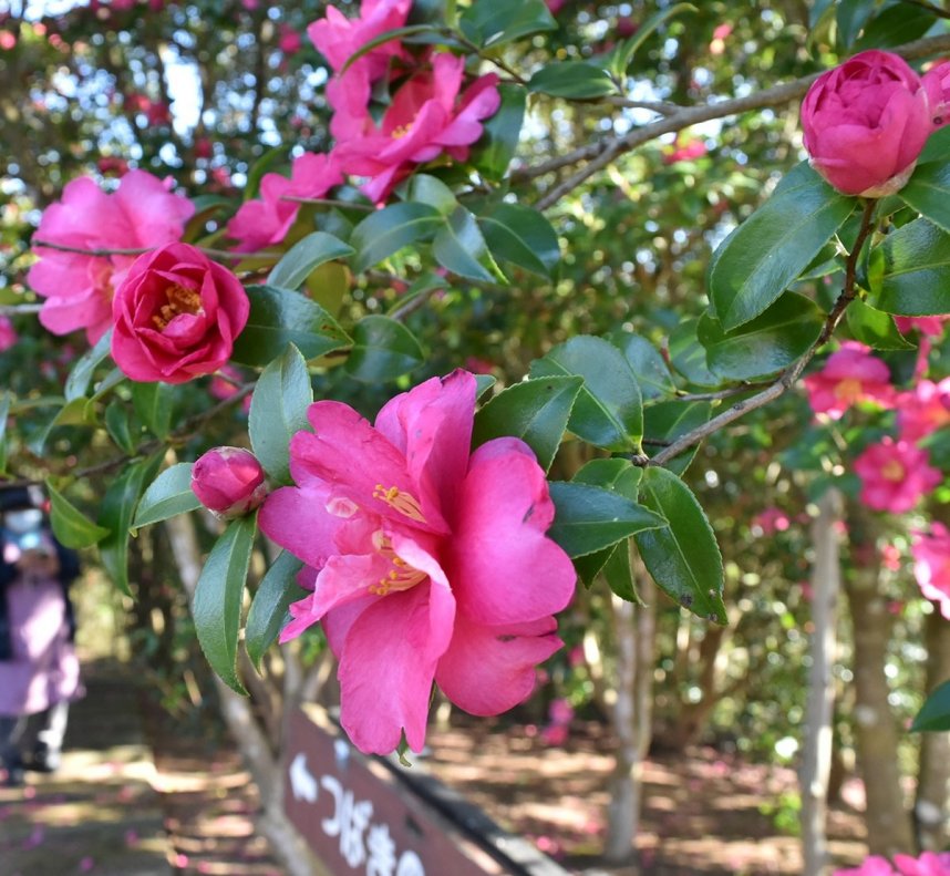見頃を迎えて咲き誇るサザンカ＝香川県さぬき市大川町、みろく自然公園