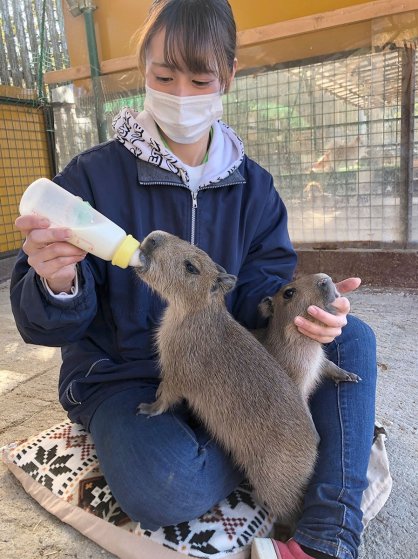 おいしそうにミルクを飲むカピバラの赤ちゃん＝香川県東かがわ市松原、しろとり動物園