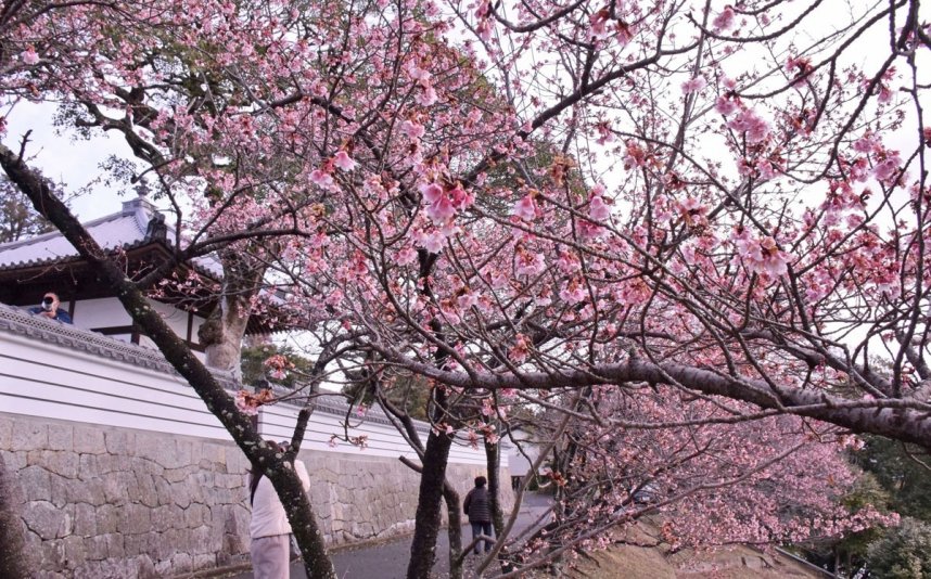 ピンク色の花が春の雰囲気を漂わせる讃岐寒桜＝香川県丸亀市綾歌町、福成寺