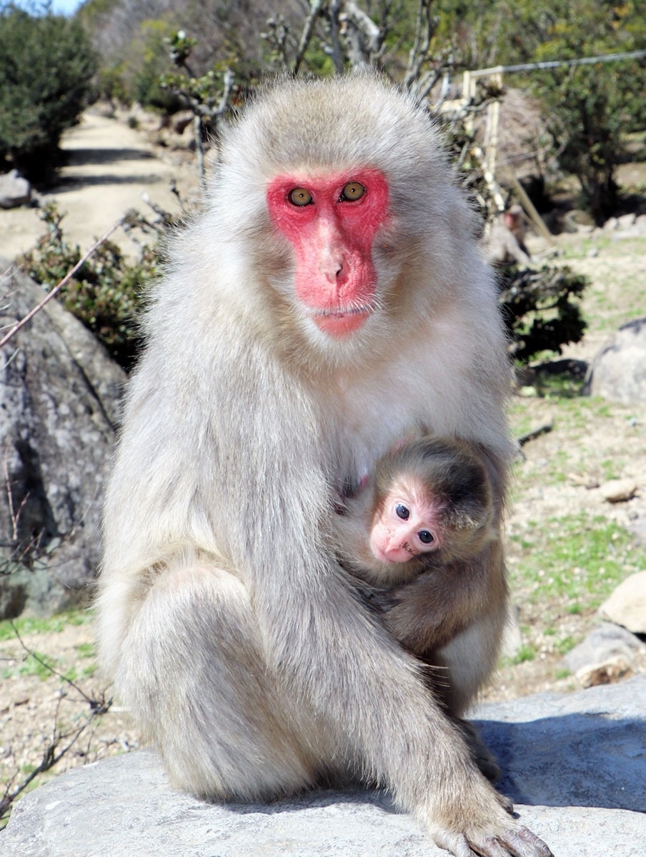 ママに抱かれすくすく 土庄 お猿の国 今年初の赤ちゃん誕生 間もなくベビーラッシュ ニュース Cool Kagawa 四国新聞社が提供する香川の観光情報サイト
