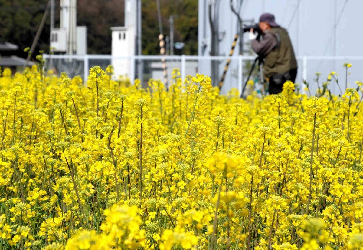 【再販限定】菜の花♡春の便り*・゜゜・*:.。..。.:*・