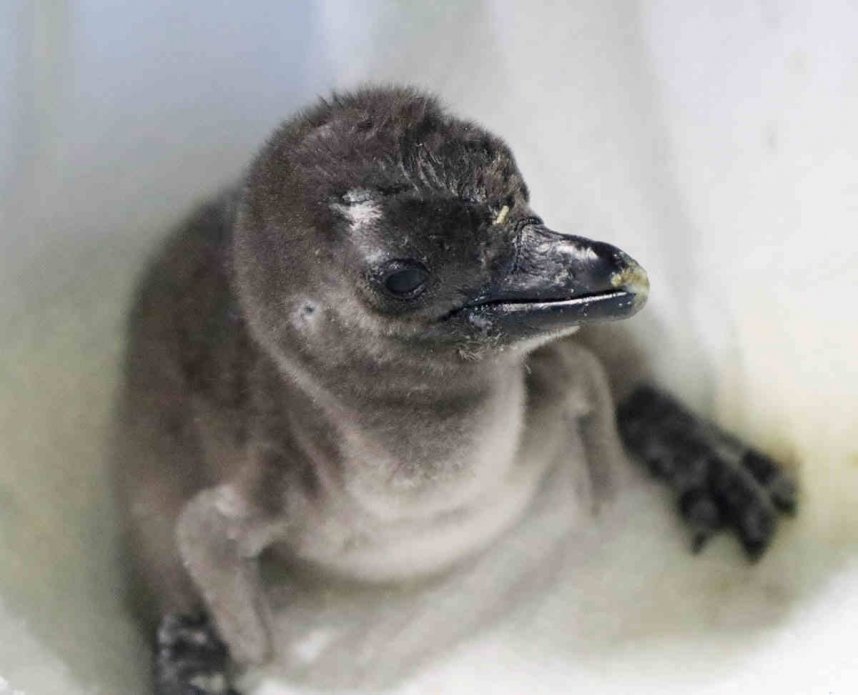 誕生したケープペンギンのひな（四国水族館提供）