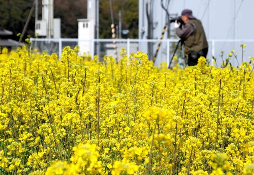 見頃を迎えている菜の花＝香川県仲多度郡まんのう町帆山