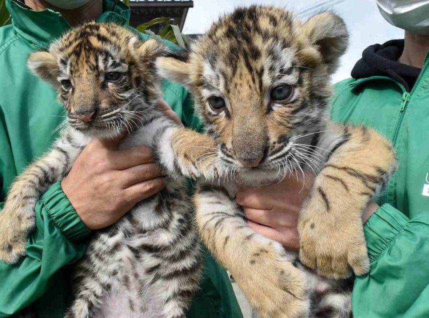 一般公開中の双子のトラの赤ちゃん＝香川県東かがわ市松原、しろとり動物園