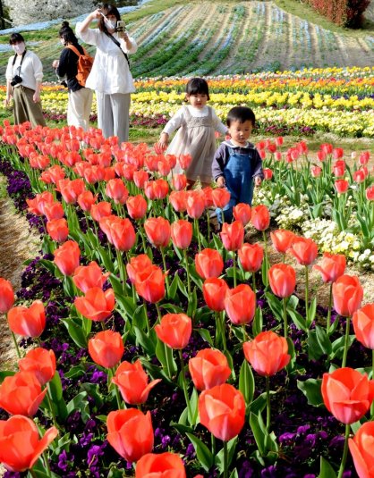 見頃を迎えたチューリップを楽しむ家族連れ＝香川県まんのう町吉野、国営讃岐まんのう公園