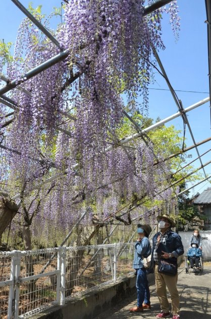 境内を薄紫色に彩る孔雀藤＝香川県高松市飯田町、岩田神社