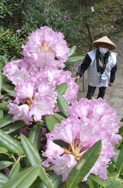 淡いピンク色の花を咲かせているシャクナゲ＝香川県さぬき市多和