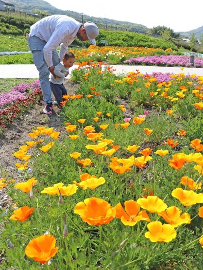 見頃を迎えているハナビシソウ＝善通寺市吉原町、善通寺五岳の里・市民集いの丘公園