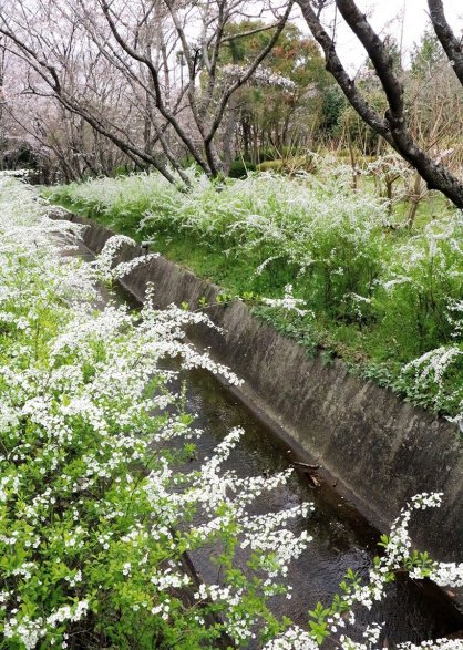 水路沿いに真っ白な花を咲かせるユキヤナギ＝まんのう町、県満濃池森林公園