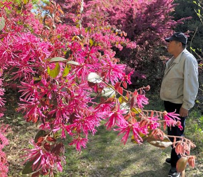 見頃を迎えて咲き誇るトキワマンサク＝さぬき市大川町、みろく自然公園