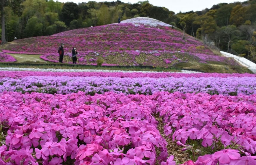 見頃を迎えた私設公園のシバザクラ。一面にピンク色の花のじゅうたんが広がっている＝東かがわ市帰来