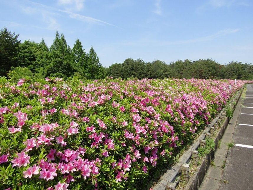 もうすぐ色鮮やかなツツジの群生も楽しめる＝まんのう町、県満濃池森林公園（公園管理事務所提供）