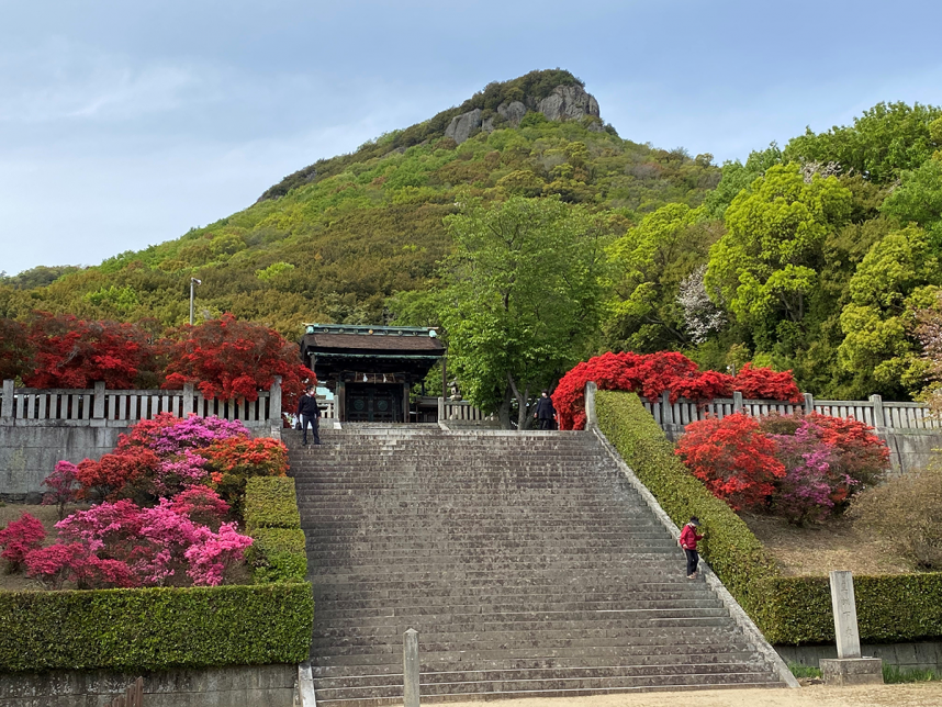 屋島神社の境内から南嶺を見上げる。周辺に咲き誇るキリシマツツジの群生が美しい