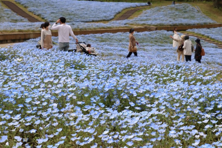 見頃を迎えているネモフィラ＝香川県まんのう町吉野、国営讃岐まんのう公園