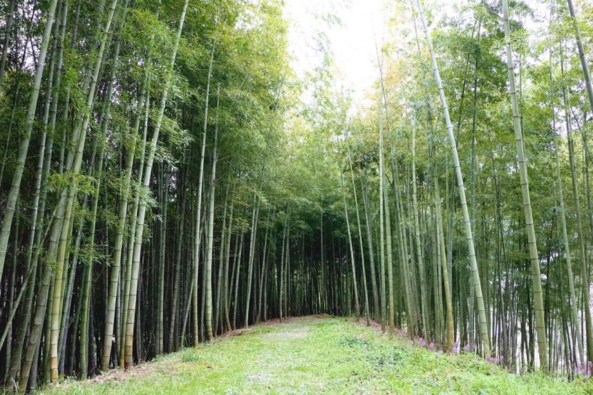 神秘的な雰囲気が漂う竹林＝まんのう町、県満濃池森林公園