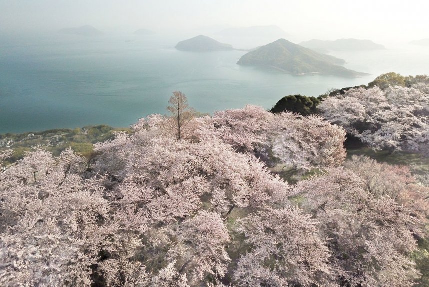 紫雲出山山頂園地（特別な許可を得て、ドローンで撮影。撮影は香川県東かがわ市のNPO法人「輝」）