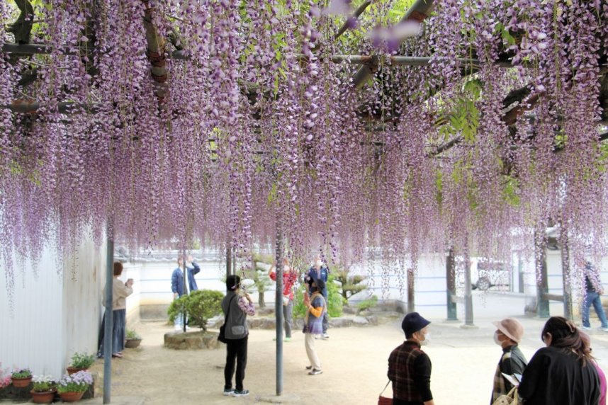 長短さまざまな花房が美しく垂れ下がるフジ＝三豊市財田町、萬福寺