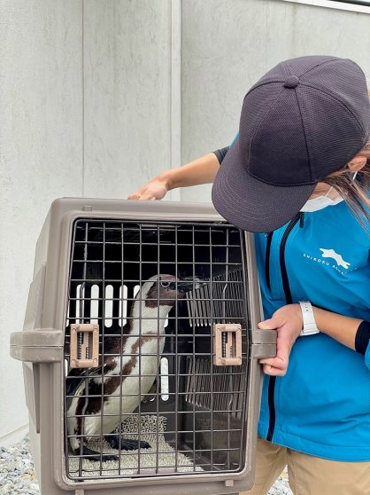 四国水族館に新たに仲間入りしたケープペンギン＝宇多津町浜一番丁、四国水族館