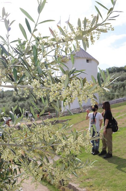 乳白色の小さな花を咲かせたオリーブ＝小豆島町西村、小豆島オリーブ公園