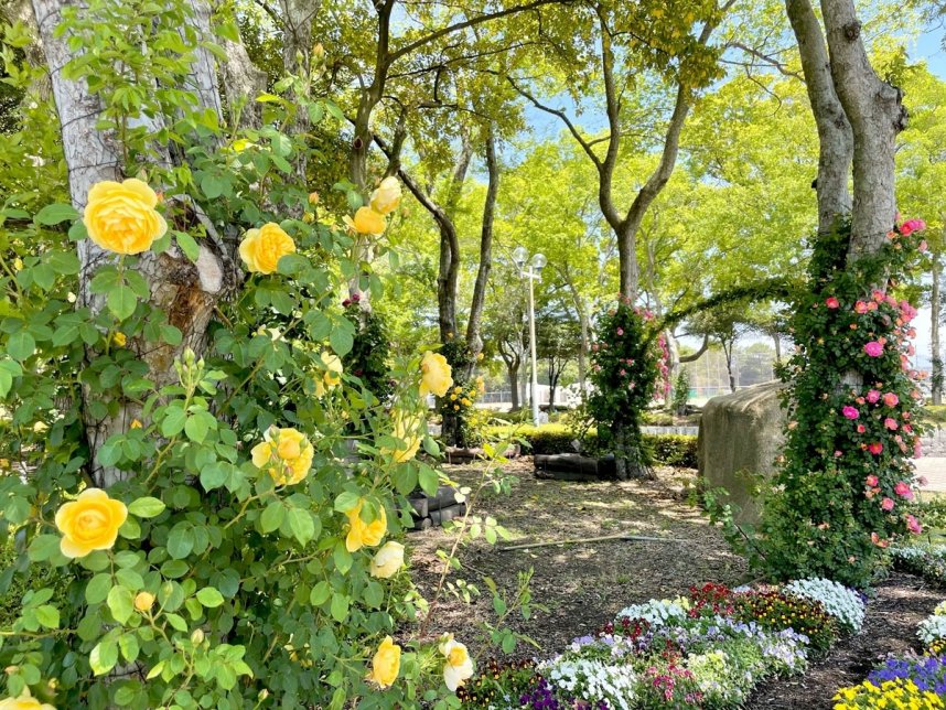 木の幹につるを巻き付けて色とりどりの花を咲かせるバラ＝坂出市、番の州公園