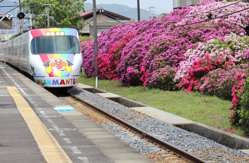 ＪＲ豊浜駅のホーム沿いに咲き誇るツツジの脇を通過するアンパンマン列車＝香川県観音寺市豊浜町