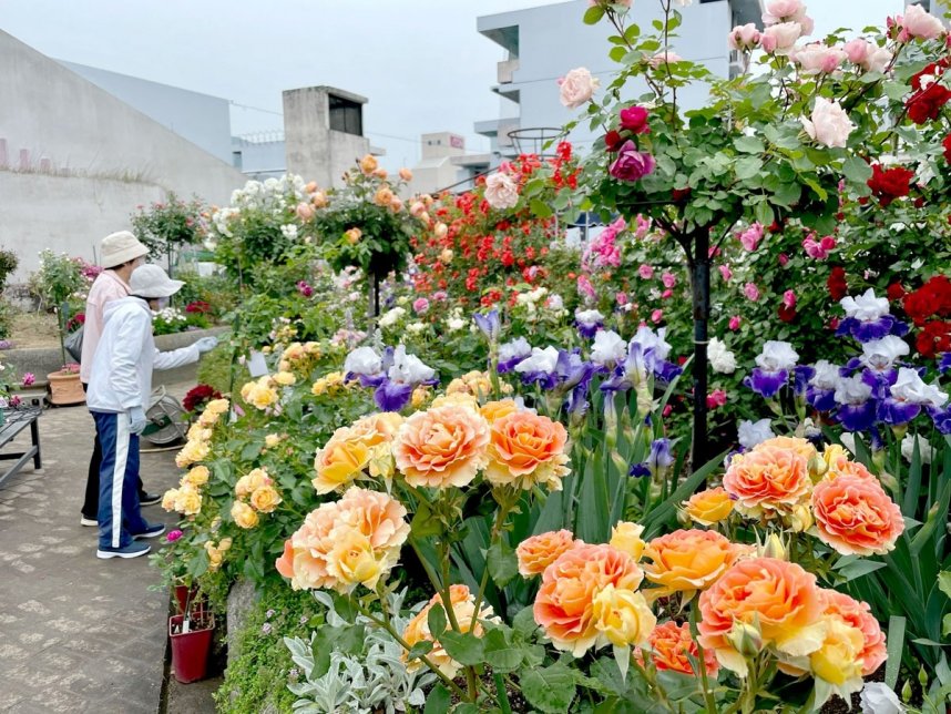 人工土地の「ローズフェスタ」で優美な花を咲かせたバラに見入る来場者＝坂出市京町