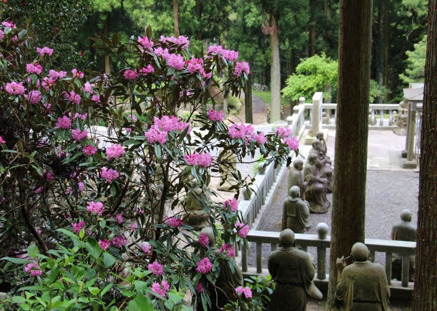 雲辺寺の境内を彩るシャクナゲ。木々の緑や仏像との調和が美しい＝徳島県三好市