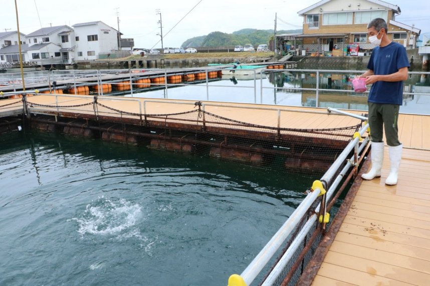 体験学習館マーレリッコではハマチの餌やりなどが楽しめる＝東かがわ市引田