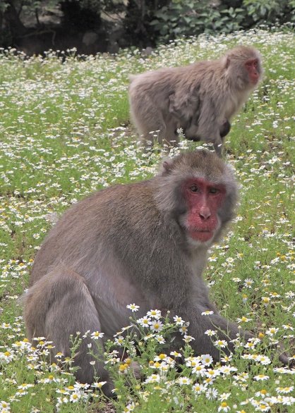 Ｂ群のボスとなった１２代目「トラ」（手前）＝香川県小豆郡土庄町肥土山、お猿の国