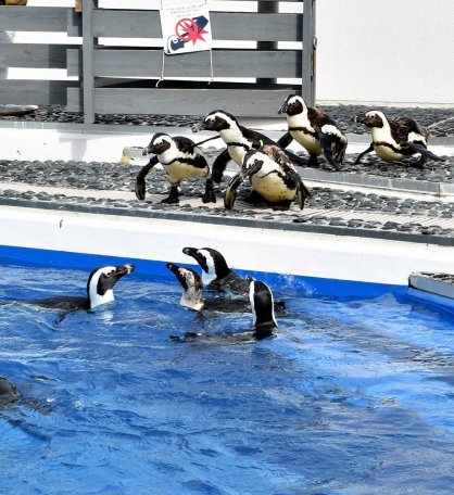 新たに公開が始まった５羽のケープペンギン（奥）＝香川県宇多津町浜一番丁、四国水族館