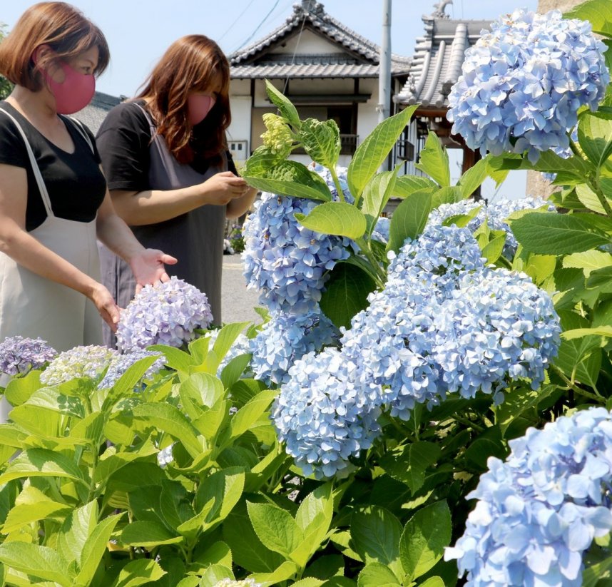 見頃を迎えているアジサイ＝香川県善通寺市吉原町、出釈迦寺