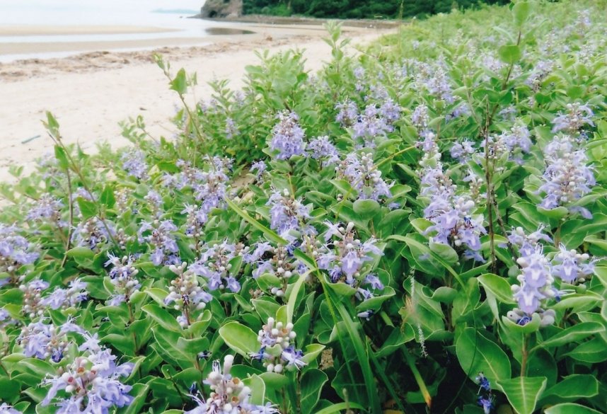 これからの季節に薄紫の可憐な花を咲かせるハマゴウ（香川の水辺を考える会提供）