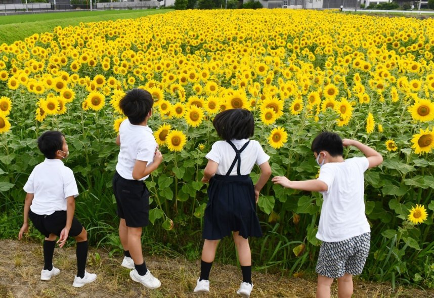 鮮やかな大輪で辺り一面を黄色く染めるヒマワリ＝香川県高松市香南町