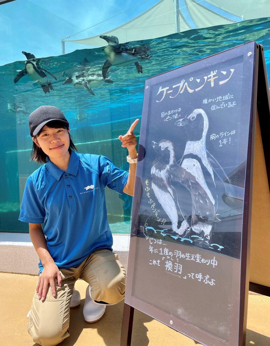 リアルな絵かわいい 四国水族館 飼育員手書き 解説板好評 ニュース Cool Kagawa 四国新聞社が提供する香川の観光情報サイト