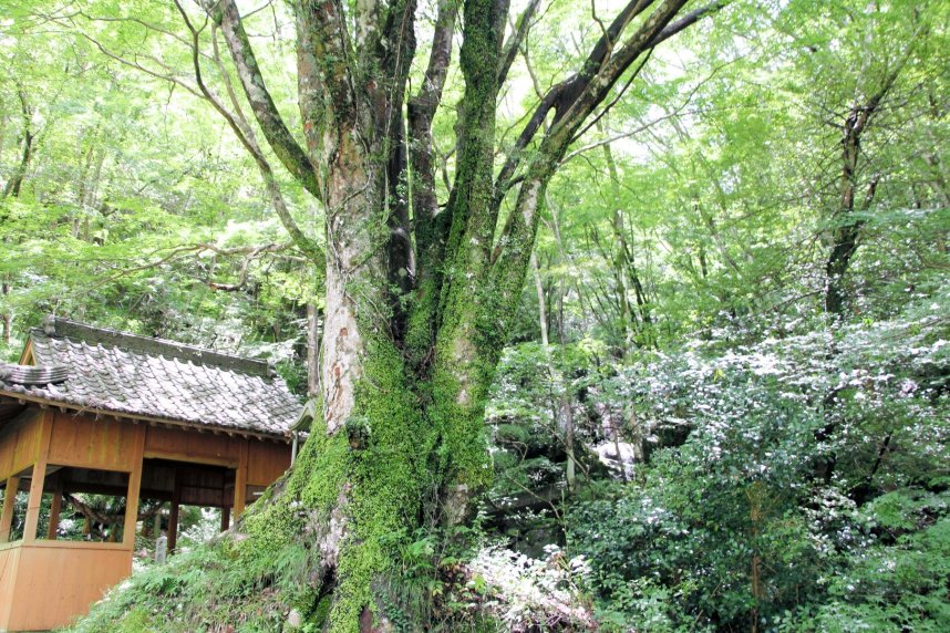 樹齢数百年と推定されるモミジと「三霞洞八景」の一つに数えられる不及亭