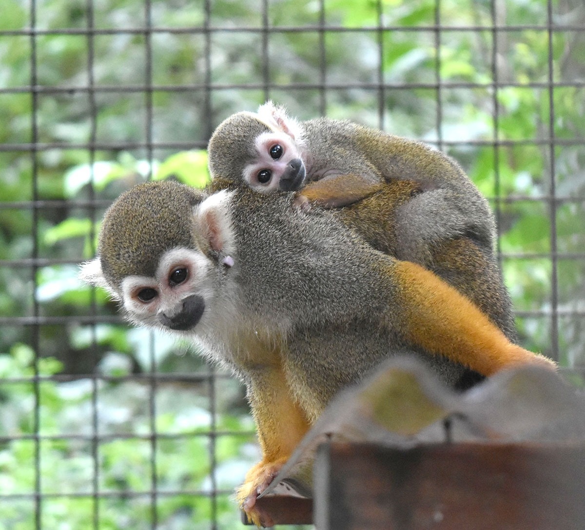 サルの赤ちゃん次々と しろとり動物園、３種類４匹誕生 | ニュース