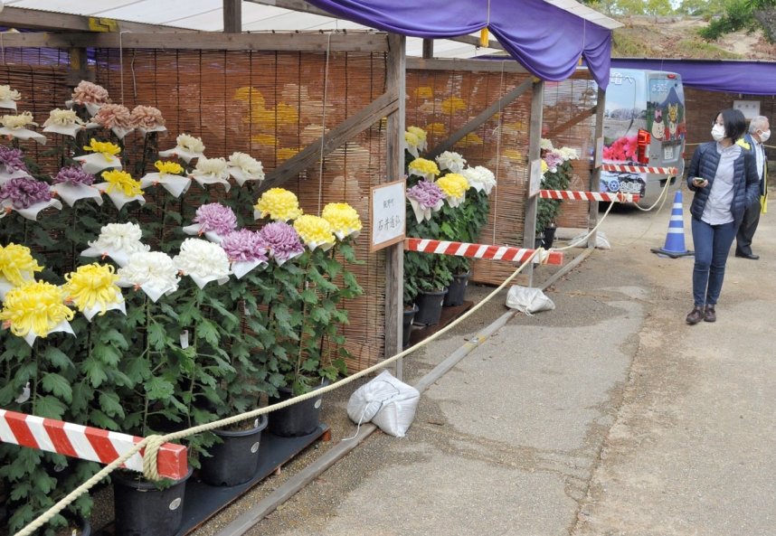 大輪の花々が並ぶ菊花展＝丸亀市一番丁、丸亀城大手門広場