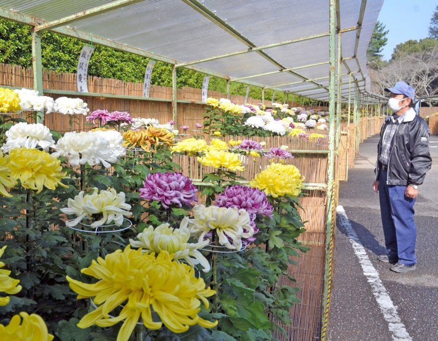 色鮮やかな大輪が美を競い合っている「公渕菊花展」＝高松市東植田町、公渕森林公園