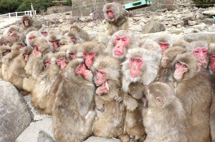 体を寄せ合って寒さをしのぐサルたち＝香川県小豆郡土庄町肥土山、お猿の国