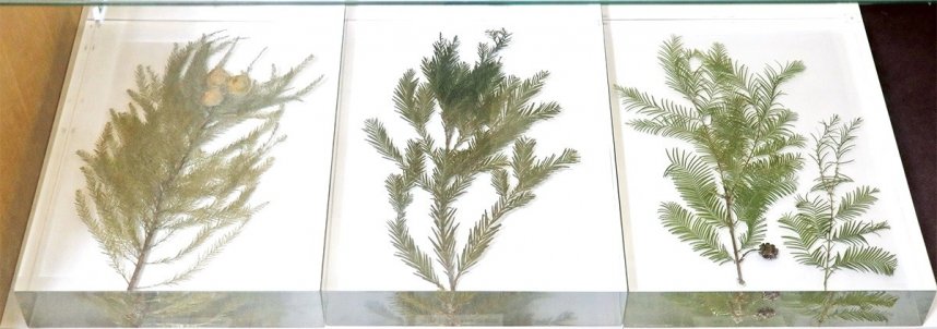 標本でメタセコイアと他の樹木の枝葉を比べると特徴が分かる。右端がメタセコイア