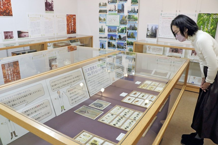 三木博士が研究した標本などが並ぶメタセコイア展＝香川県高松市幸町、香川大学博物館