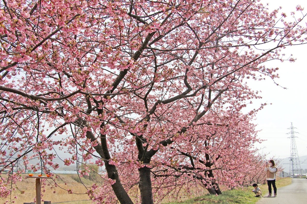 河津桜 春の便り ピンク色鮮やかに 観音寺 大野原の柞田川沿い ニュース Cool Kagawa 四国新聞社が提供する香川の観光情報サイト