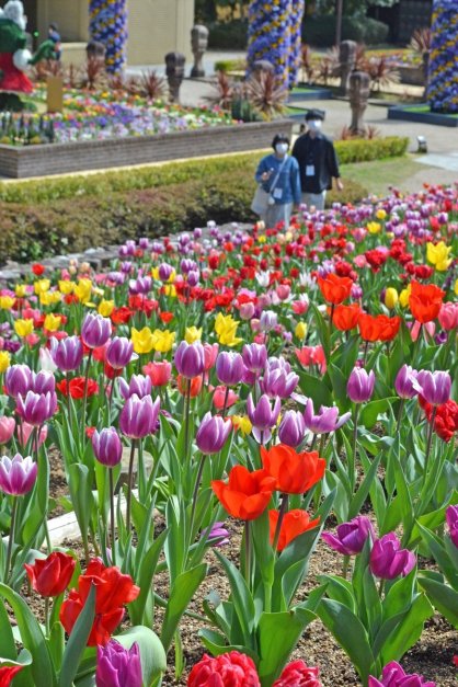 色とりどりに咲き誇るチューリップ＝香川県丸亀市綾歌町、ニューレオマワールド