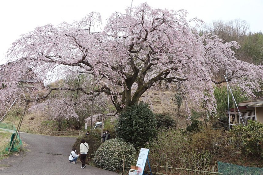 見頃を迎えたシダレザクラ＝香川県綾歌郡綾川町西分