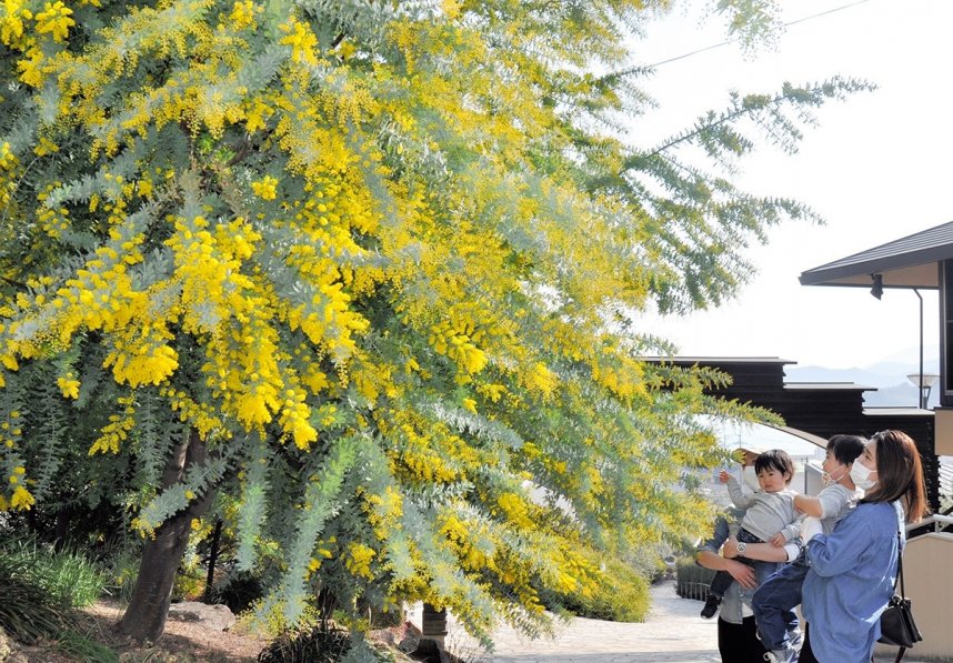 鮮やかな黄色い花をつけ、家族連れらの視線を集めているミモザ