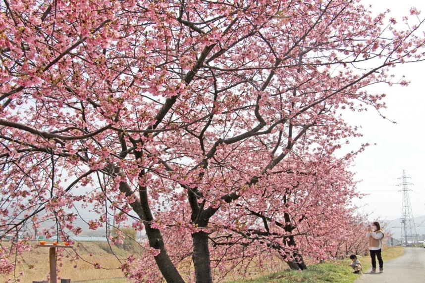 鮮やかなピンク色の花を枝いっぱいにつけた河津桜の並木＝香川県観音寺市大野原町
