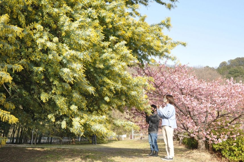 濃いピンク色の河津桜と黄色いミモザの花が春の雰囲気を醸し出している農園＝香川県小豆島町安田