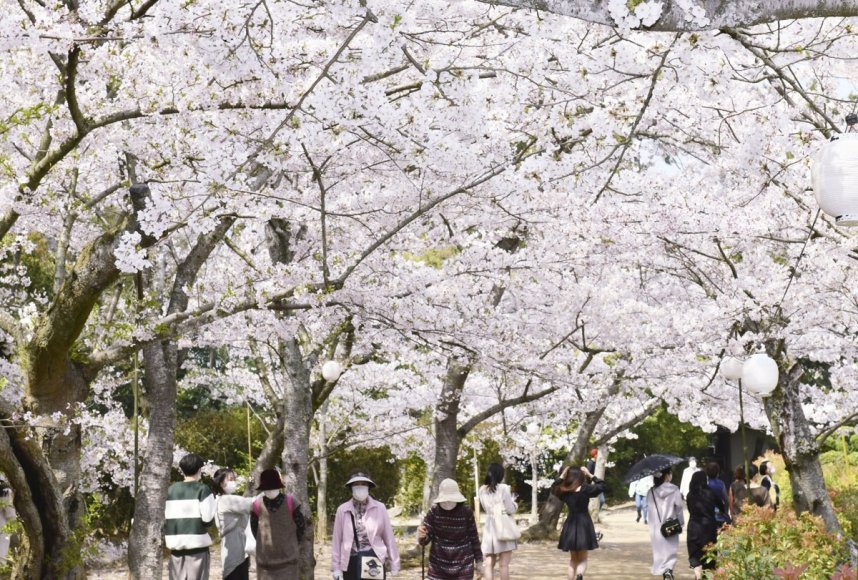 ソメイヨシノなど約３５０本の桜が咲き誇る栗林公園＝２０２１年３月２９日、香川県高松市栗林町